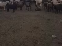 母羊, Edilbay sheep — 照片 7