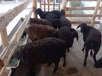 Oveja, Tajik sheep — foto 2