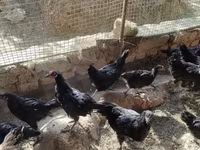 Australorp — foto 2