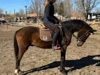 Horse (M), Hungarian horse breed — photo 3