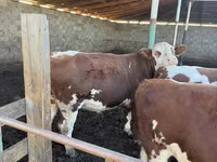 Bulle, Simmental cattle — Foto 7