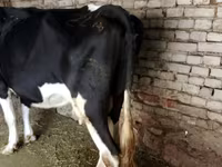 Bulle, Russian Black pied cattle — Foto 4