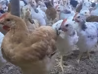 Chickens — լուսանկար 1