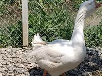 Geese — الصورة 2