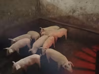 Sow, Pigs — photo 4