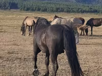 Caballo, New Altai Horse — foto 3