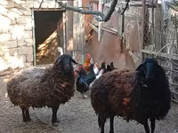 Ոչխար, Karabakh sheep — լուսանկար 4
