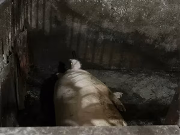 Sow, Ландрас