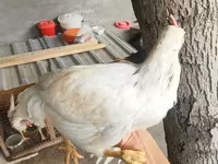 Chickens — फ़ोटो 1