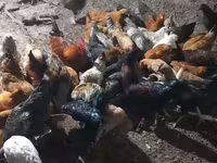 Chickens — լուսանկար 2