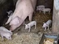 Sow, Pigs — photo 1