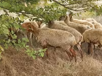 Oveja, Ovejas — foto 5