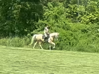 Ձի, Racking Horse — լուսանկար 1