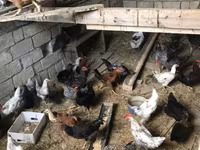 Chickens — Foto 2