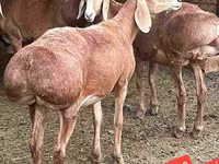 公羊, Sheep — 照片 2