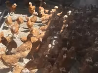 Chickens — Foto 4