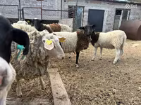 Carneiro, Dorper sheep — foto 6