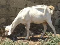 Ziege, Saanen goat — Foto 1