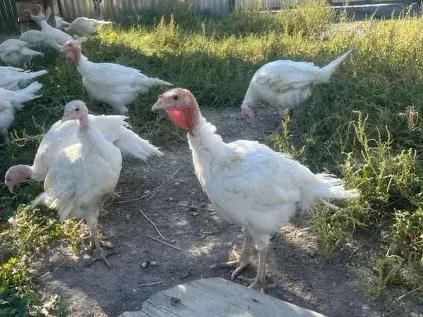 Turkeys — Армения