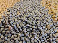 Թառափի կեր (Sterleci) — լուսանկար 2