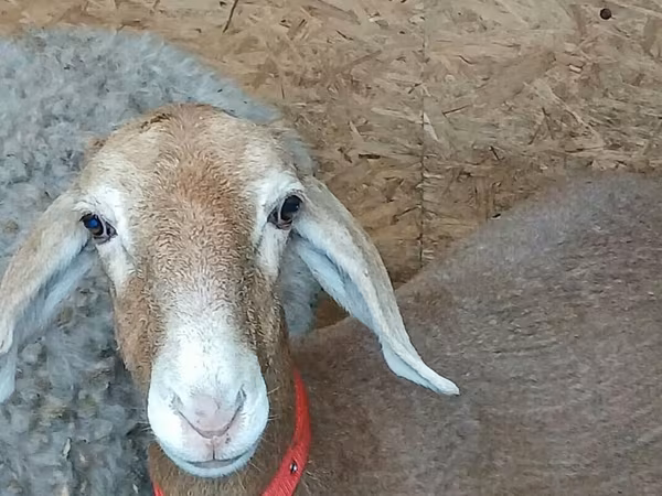 Ոչխար, Arashan sheep