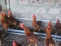 Chickens — foto 1