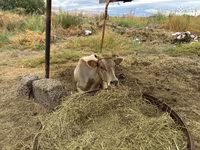 بقرة, الماشية — الصورة 5