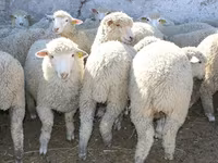 Ram, Kuibyshev sheep — photo 2