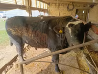 Touro, Swiss cattle — foto 2