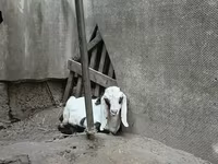 Cabro, Nubian Goat — foto 5