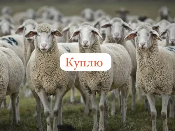 Ram, Sheep