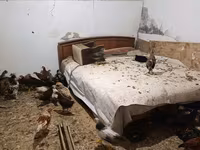 чех алтын ала тауық — 6-сурет