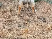 Goat, Goats — photo 3