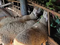 Widder, Lacaune sheep — Foto 3