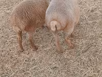 Sheep (batch, sex not specified), Sheep — photo 2