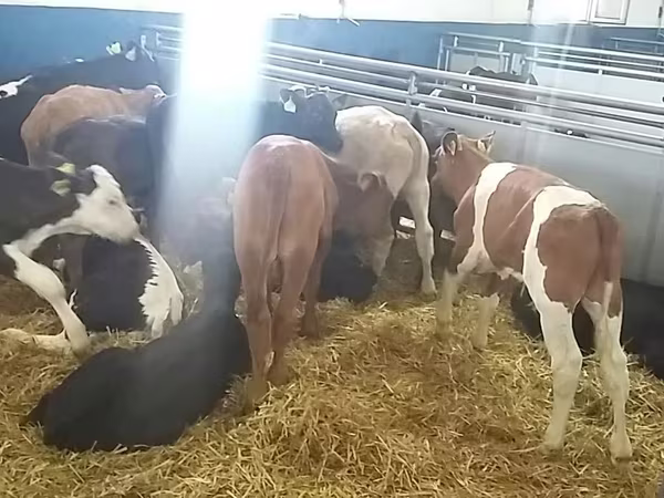ԽՍԿ (խումբ, սեռը նշված չէ), Simmental cattle