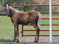 Айғыр, Black Sea breed — 6-сурет
