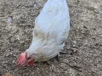 Chickens — الصورة 1