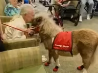 घोड़ी, Miniature horse — फ़ोटो 6