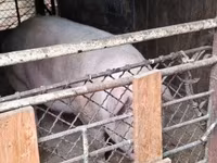 Sow, Pigs — photo 2