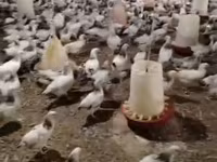 Chickens — الصورة 3