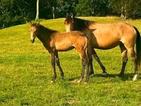 Stute, Black Sea breed — Foto 8