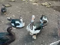 Turkeys — լուսանկար 2