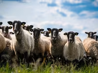 Schaf, Romanov sheep — Foto 2