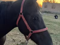Mare, Horses — photo 1