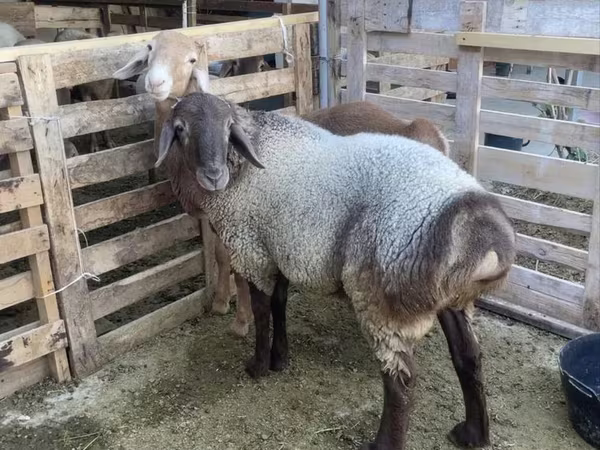 Ram, Sheep