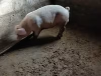 Sow, Pigs — photo 4
