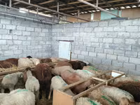 Schaf, Beulah Speckled face sheep — Foto 6