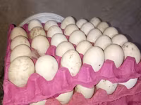 Աֆրիկյան — լուսանկար 3