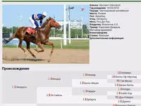 Stute, Arabian horse — Foto 6